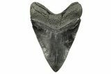 Fossil Megalodon Tooth - Beautiful River Meg #265027-2